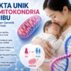 Keistimewaan DNA Mitokondria: Warisan Ibu yang Tak Dimiliki Ayah
