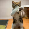Tutorial Edit Foto Kucing Jadi Video Joget Viral, Mudah Dilakukan Lewat HP