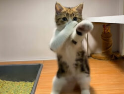 Tutorial Edit Foto Kucing Jadi Video Joget Viral, Mudah Dilakukan Lewat HP