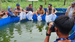 Kolaborasi SKK Migas dan Pertamina EP Dorong Pembudidaya Ikan Mandiri di Kasang Lopak Alai Lewat Sistem Bioflok