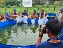Kolaborasi SKK Migas dan Pertamina EP Dorong Pembudidaya Ikan Mandiri di Kasang Lopak Alai Lewat Sistem Bioflok
