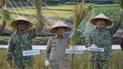 Gubernur Al Haris Hadiri Panen Raya TNI di Desa Kota Baru Geragai, Dukung Ketahanan Pangan